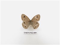 藏品(密紋波眼蝶)的圖片